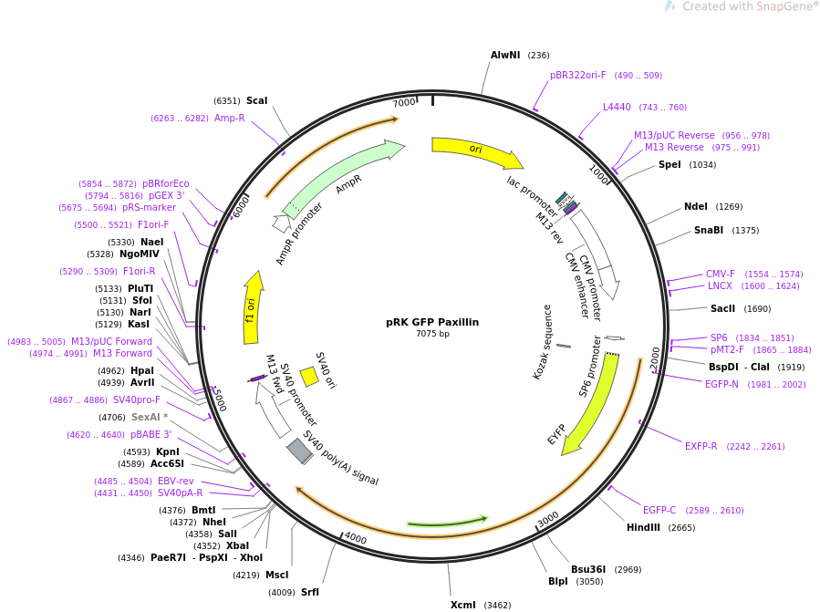 pRK GFP Paxillin质粒图谱